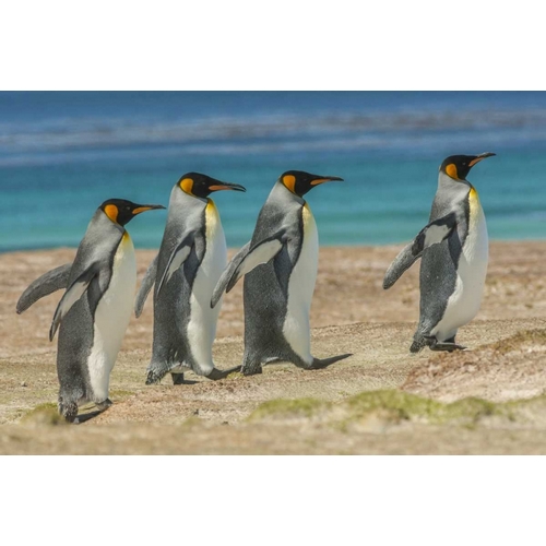 East Falkland King penguins walking